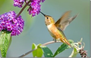 hummingbird west 1